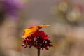 Julia Longwing butterfly, Ã¢â¬Å½Dryas iulia Royalty Free Stock Photo